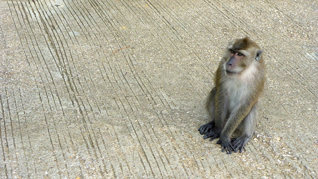 monkey in the middle of the street