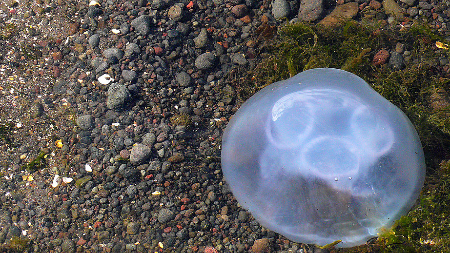 ice cold water with jellyfish