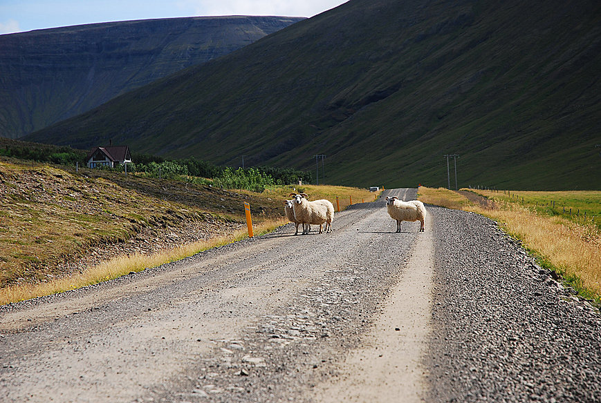 sheep are not afraid of cars