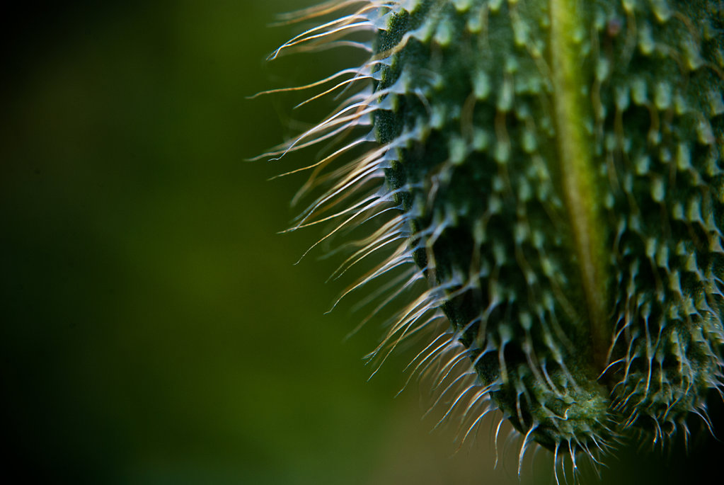 Papaver rhoeas