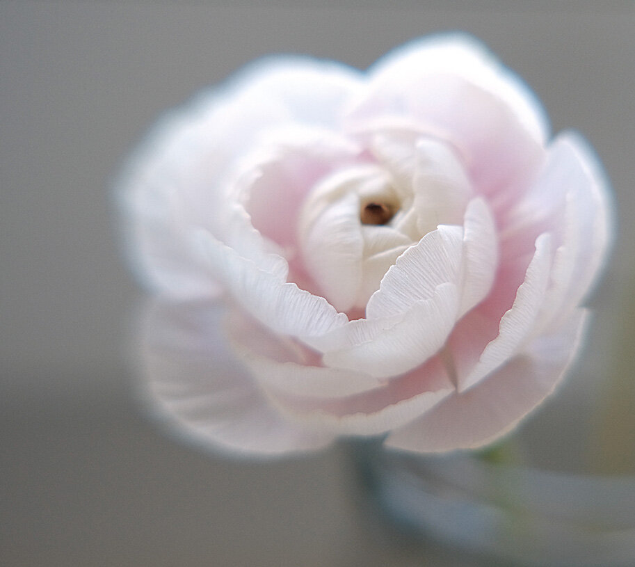 Ranunculus asiaticus