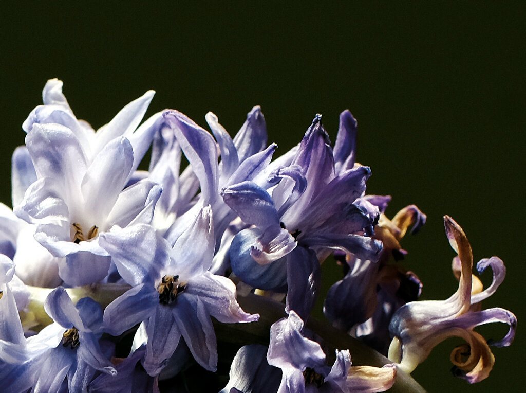 Hyacinthus